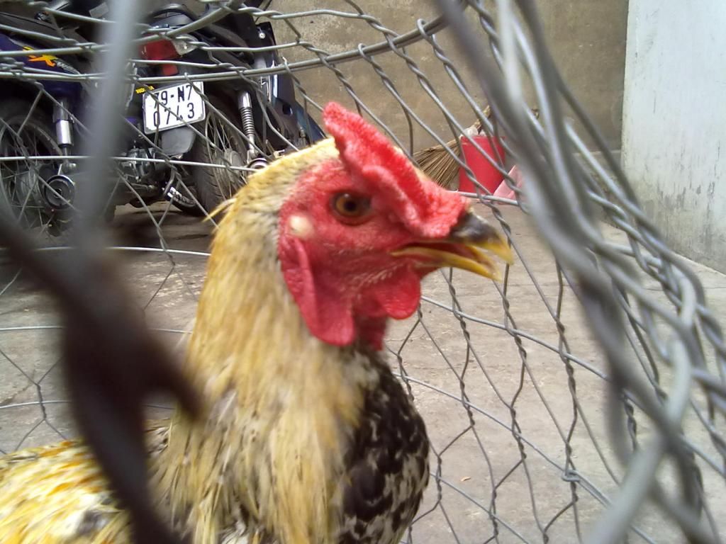 Tphcm q11 bán gà peru lai - 6