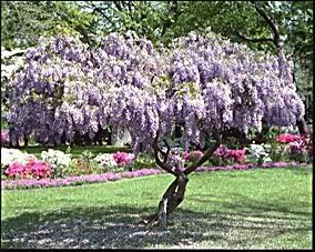 Pink Wisteria Tree