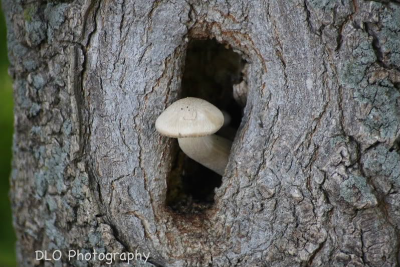 IMAGE: http://i61.photobucket.com/albums/h62/Spidy5005/Flowers/IMG_2262-1.jpg