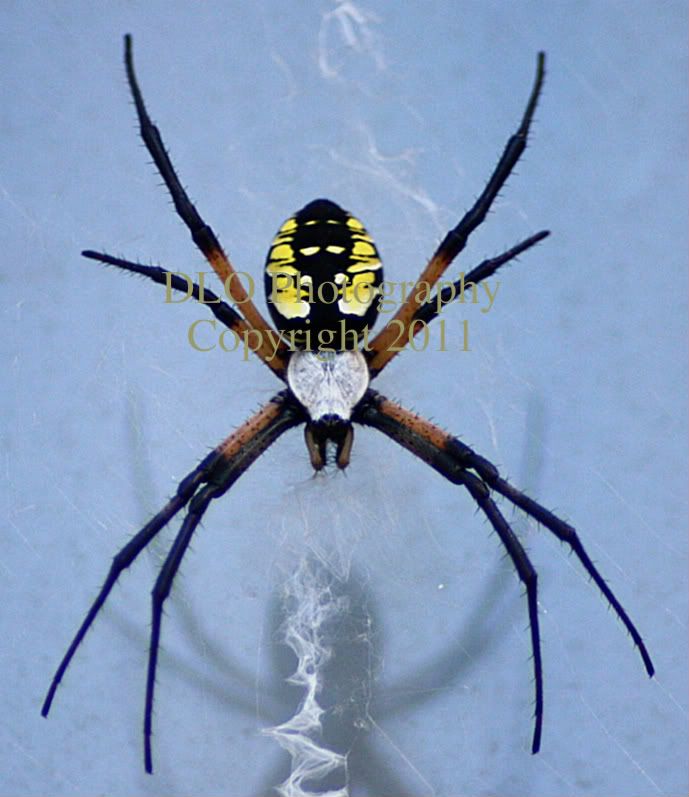 IMAGE: http://i61.photobucket.com/albums/h62/Spidy5005/Macro%20and%20Bugs/_MG_1798n-1.jpg