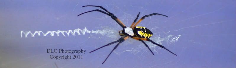 IMAGE: http://i61.photobucket.com/albums/h62/Spidy5005/Macro%20and%20Bugs/_MG_1807f-1.jpg