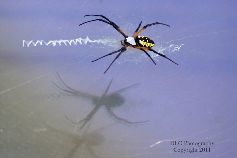 IMAGE: http://i61.photobucket.com/albums/h62/Spidy5005/Macro%20and%20Bugs/_MG_1807z-1.jpg