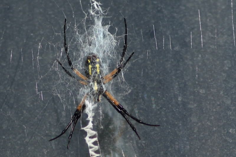 IMAGE: http://i61.photobucket.com/albums/h62/Spidy5005/Macro%20and%20Bugs/_MG_1808v.jpg