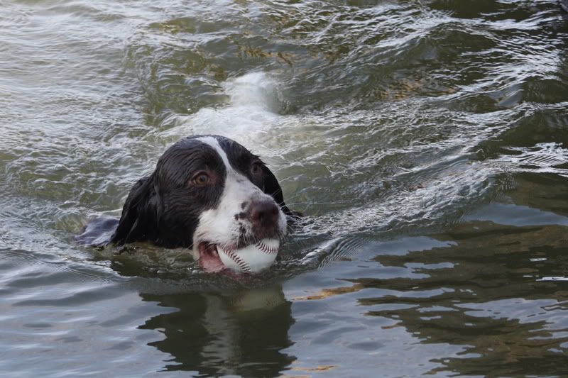 IMAGE: http://i61.photobucket.com/albums/h62/Spidy5005/Pets/0c03d4f2.jpg