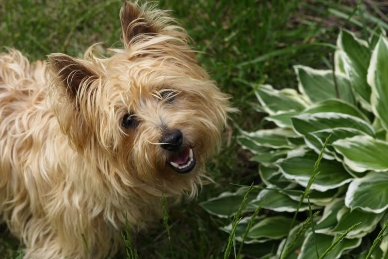 IMAGE: http://i61.photobucket.com/albums/h62/Spidy5005/Pets/IMG_1985.jpg