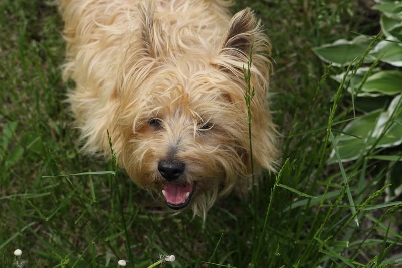 IMAGE: http://i61.photobucket.com/albums/h62/Spidy5005/Pets/IMG_1990.jpg