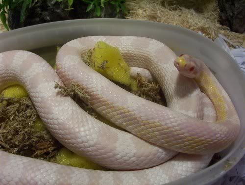 curled5.jpg