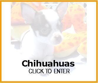 Click here to visit our Chihuahua web site