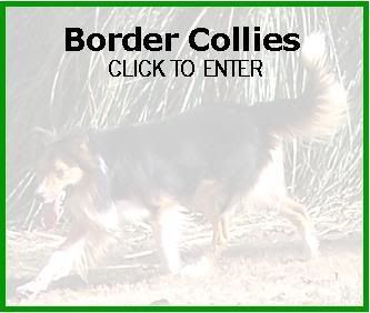 Click here to visit our Border Collie web site