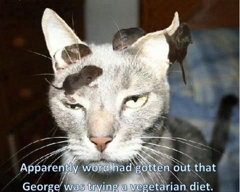  photo vegetarian cat_zps2qwjixda.jpg