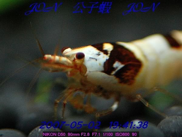 圖檔