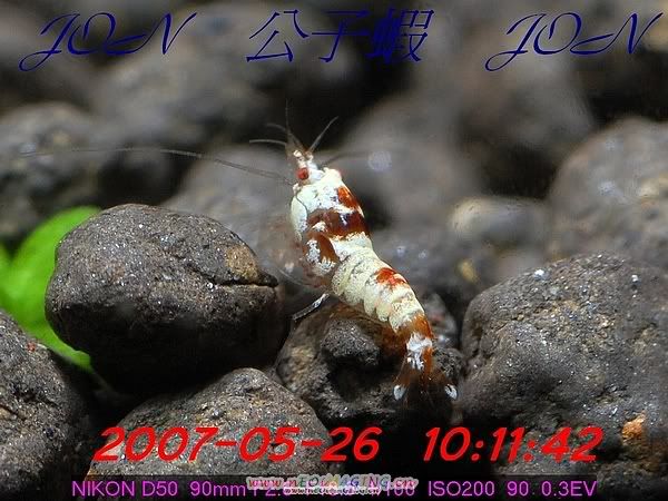 圖檔