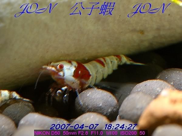 圖檔