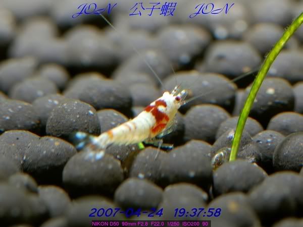 圖檔