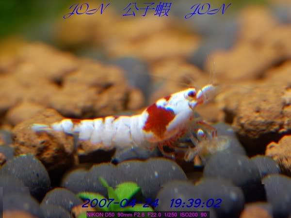 圖檔