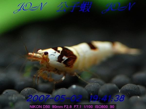 圖檔