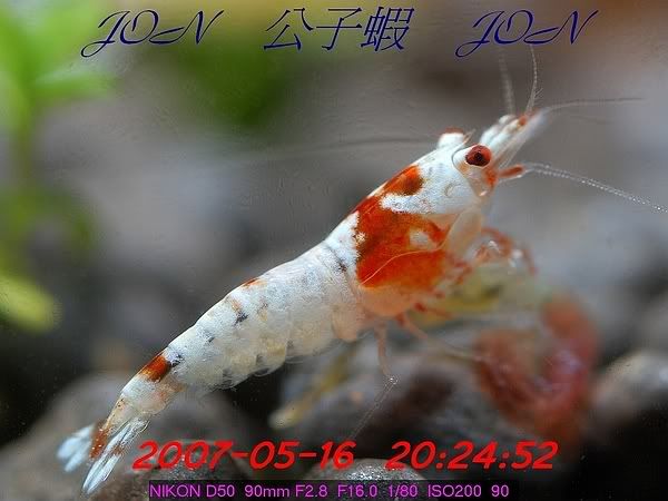圖檔