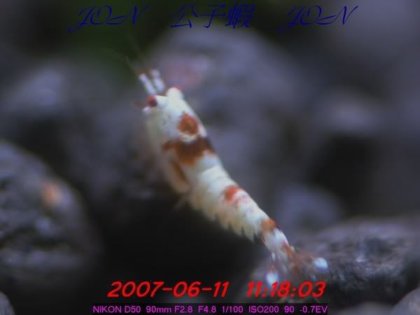 圖檔
