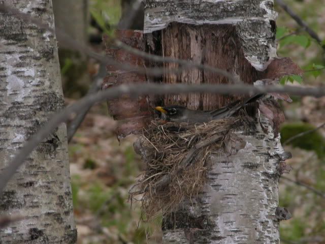 Dogwood+tree+bark+peeling