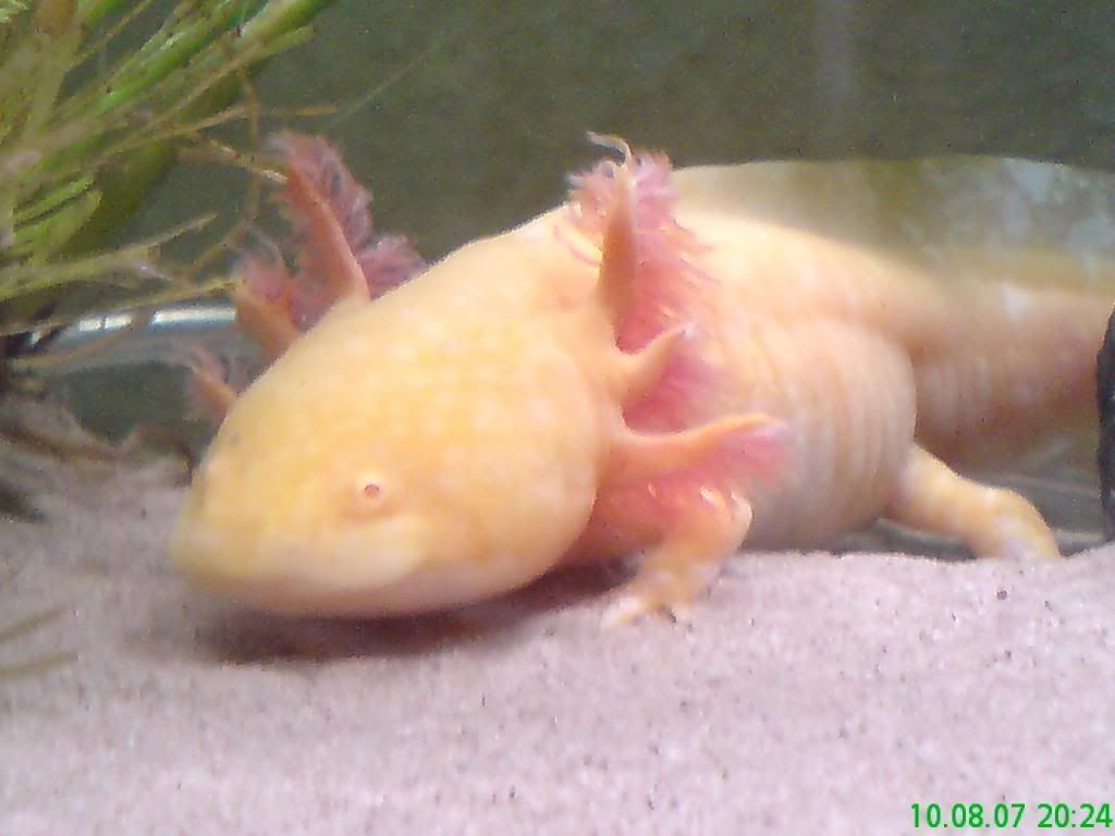 Gold Axolotl