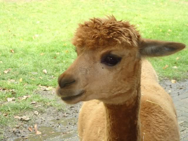 lama.jpg