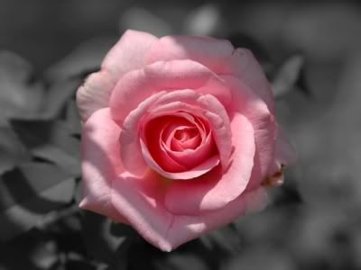 Pink rose Pictures, Images and Photos