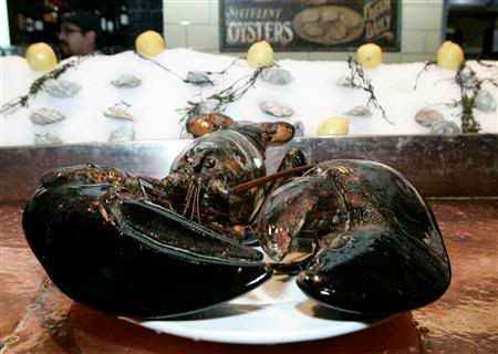 140 Year-Old Lobster