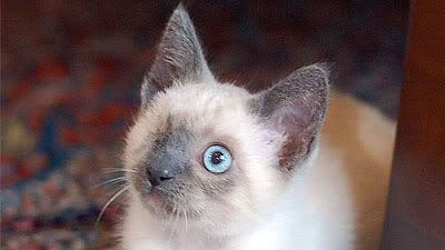 One-Eyed Cat