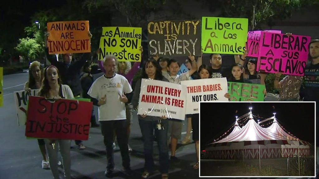 Circus clowns brawl w/ animal rights extremists photo clowns-brawl-with-animal-rights-protesters-at-california-circus-15411_zps4sctqsqr.jpg