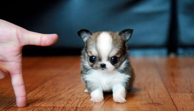 [Image: cutest-puppy-ever.jpg]