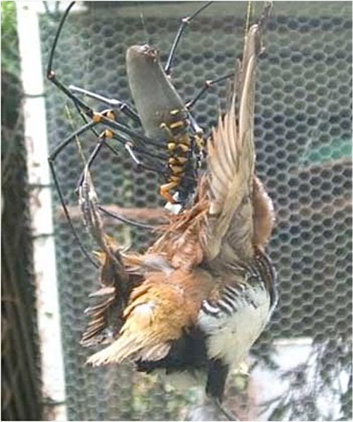 http://i61.photobucket.com/albums/h71/MrMorningstarr/offbeat-news/bird-eating-spider.jpg