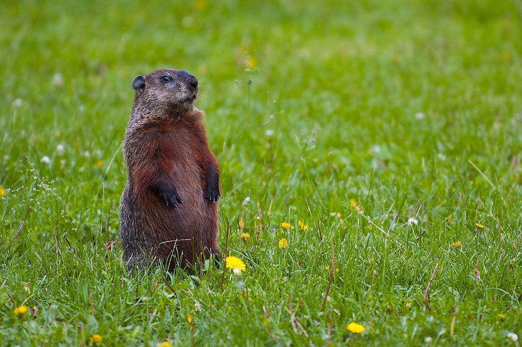 1024px-Groundhog-Standing2_zps48ecd7cd.jpg