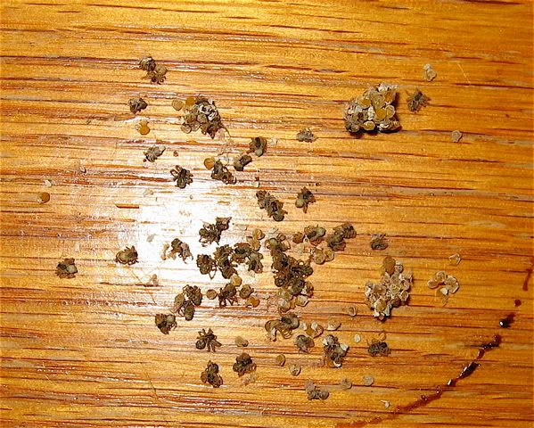 osama bin laden dead body_08. Wolf Spider With Babies On