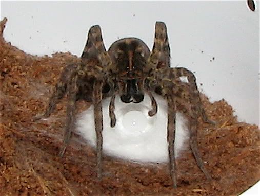 Spider Laying Eggs