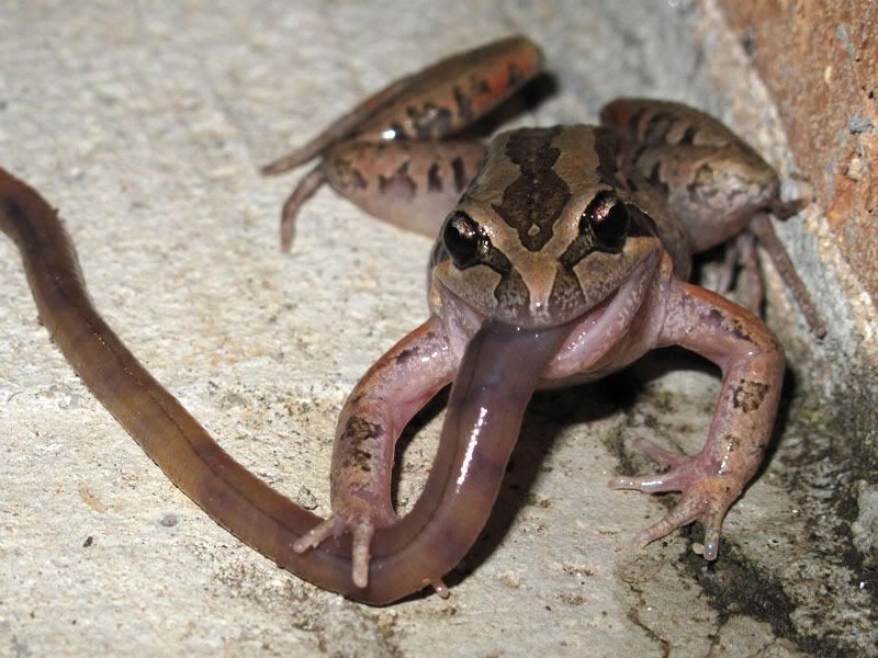 frog v's worm Wildlife in forums