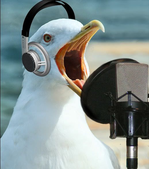 squawk définition What is