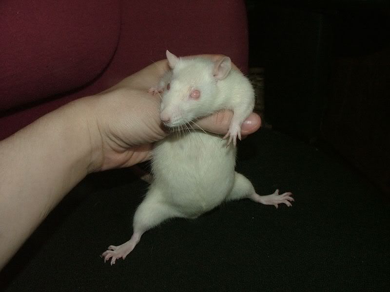 Pictures Of Pregnant Rats 12