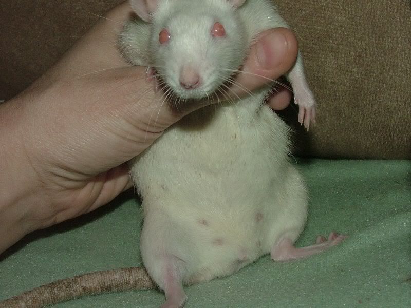 pics-of-pregnant-rats-please