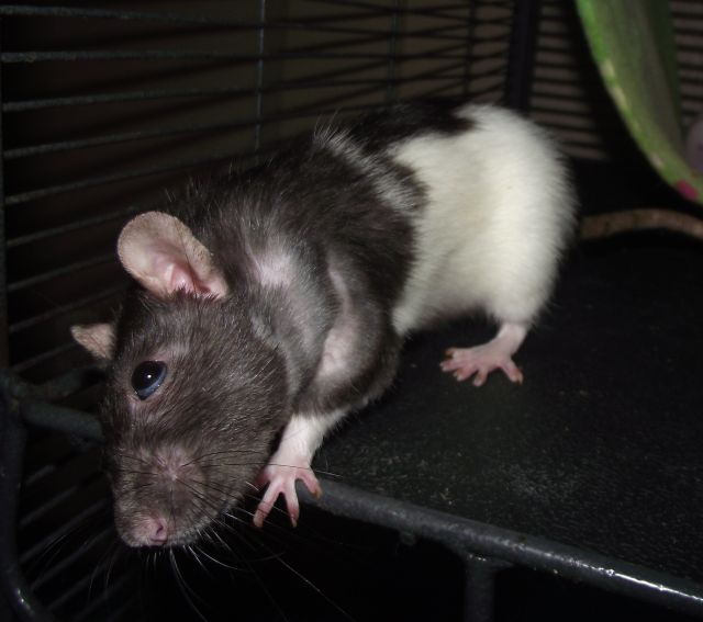 HELP ME ) I need PT/ ear infection videos and pictures. The Rat Shack