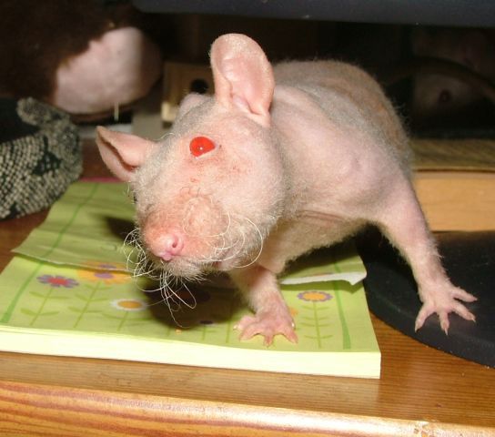 external image oct22Rhesus.jpg external image oct22Rhesus.jpg