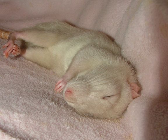external image may10Teppysleeping.jpg external image may10Teppysleeping.jpg