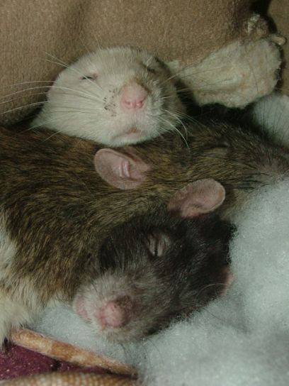 external image Sleepingratpileapr18.jpg external image Sleepingratpileapr18.jpg