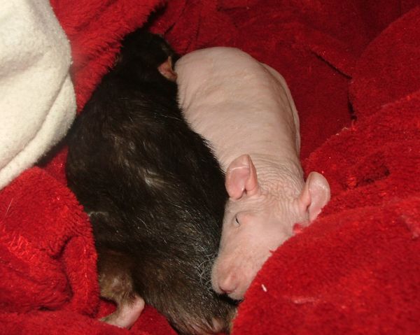 external image feb11HuronandRhesus.jpg external image feb11HuronandRhesus.jpg
