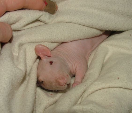 external image feb3Rhesusallsleepy.jpg external image feb3Rhesusallsleepy.jpg