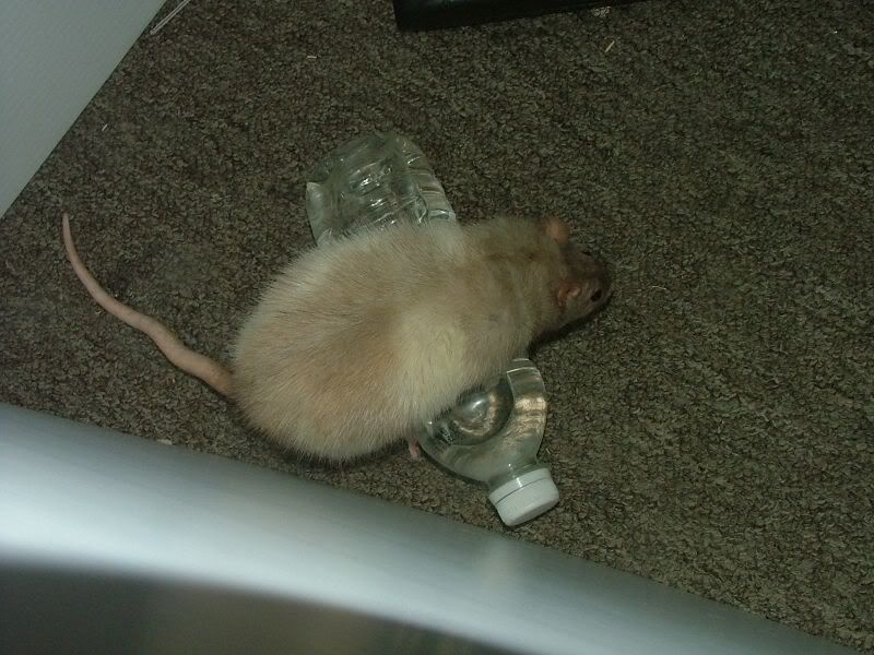 external image Mothpinningthewaterbottle.jpg external image Mothpinningthewaterbottle.jpg