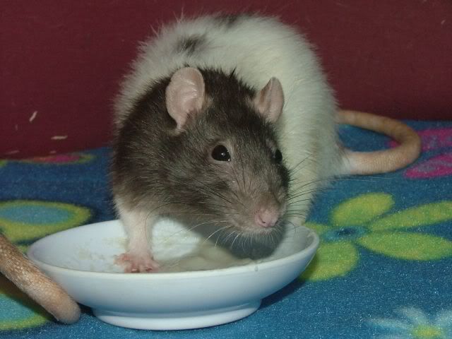 external image Maddyisrightintothecereal.jpg external image Maddyisrightintothecereal.jpg