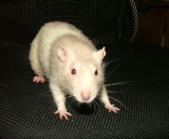 external image feb18Rufus.jpg external image feb18Rufus.jpg