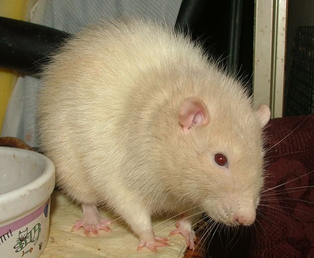 external image oct30Rufus.jpg external image oct30Rufus.jpg