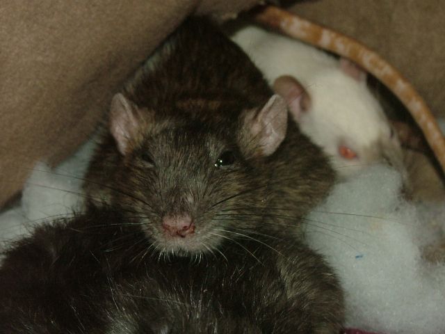 external image MoggysleepingonMalineapr18.jpg external image MoggysleepingonMalineapr18.jpg