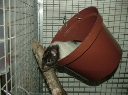 external image Pippensinhispotsmall.jpg